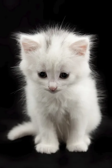 Framed Print : Beautiful little white kitten sitting on a black background Framed Print : Beautiful little white kitten sitting on a black background