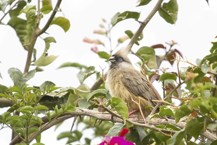 Framed Print : A beautiful long tailed Speckled Mousebird sitting on a thin twig