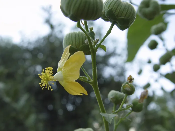 Framed Print : Beautiful mallow (Abutilon angulatum)