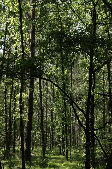 Framed Print : Beautiful mixed forest in summer