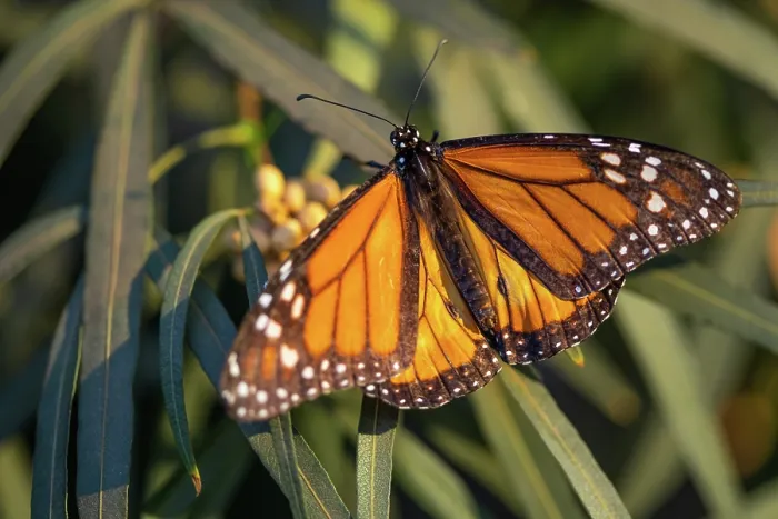 Framed Print : Beautiful Monarch Butterfly Resting On Plant