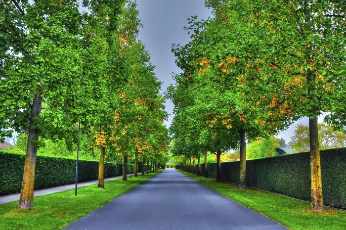 Framed Print : Beautiful Narrow Street with Trees in Ascona Framed Print : Beautiful Narrow Street with Trees in Ascona