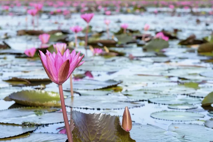 Framed Print : Beautiful nature landscape of many red lotus flowers Framed Print : Beautiful nature landscape of many red lotus flowers