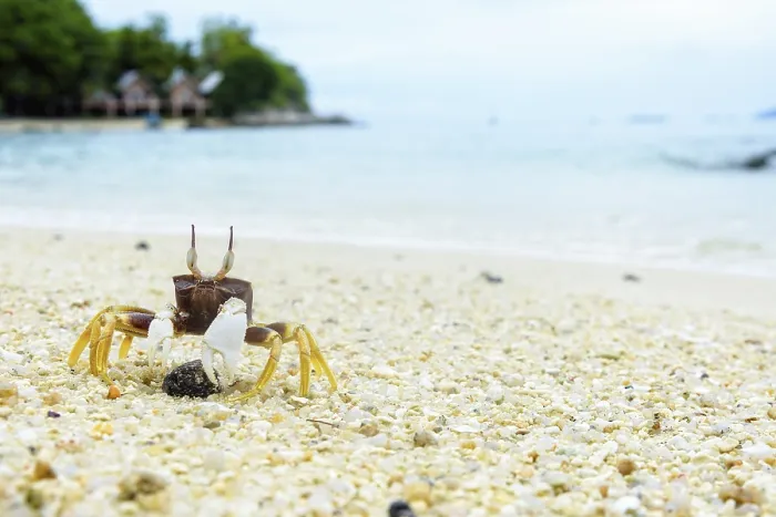 Framed Print : Beautiful nature of wildlife, Close-up of Wind Crab