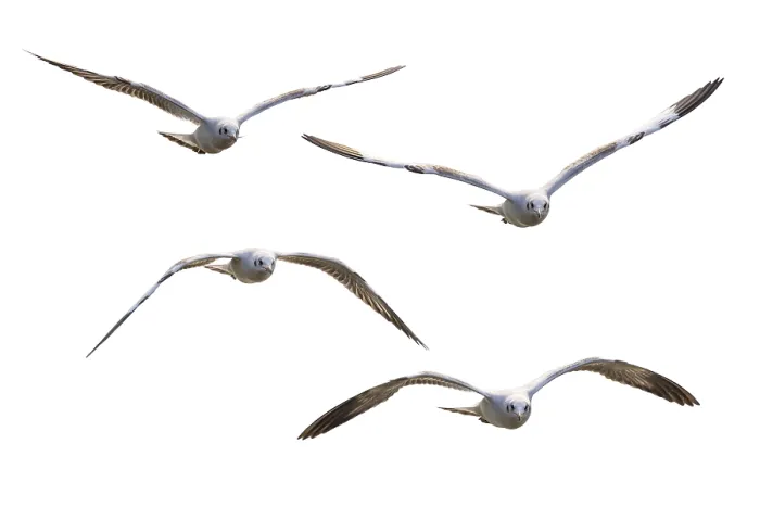 Framed Print : Beautiful nature of wildlife, Flock of four birds