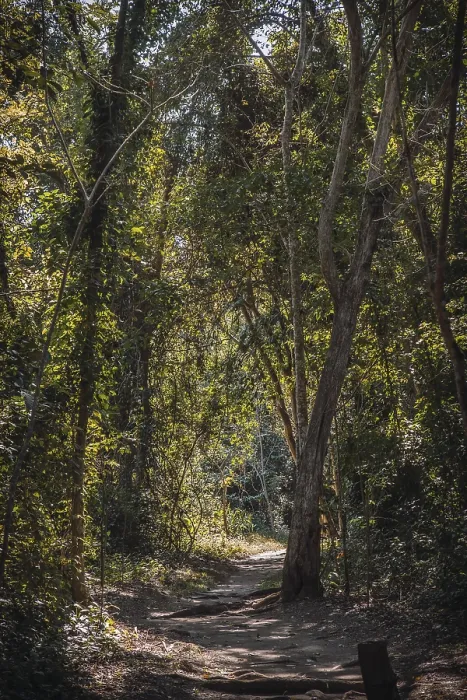 Framed Print : A beautiful path in the forest of the temples of Copan Ruinas