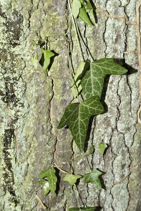Framed Print : Beautiful patterned ivy on tree bark Framed Print : Beautiful patterned ivy on tree bark