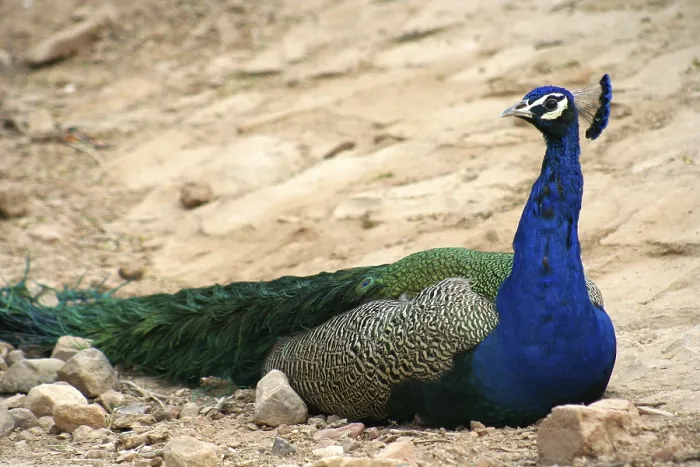Framed Print : Beautiful peacock sitting on the rock India Framed Print : Beautiful peacock sitting on the rock India