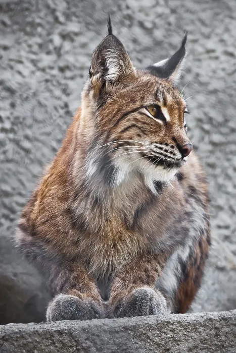 Framed Print : Beautiful photo of graceful big cat Lynx
