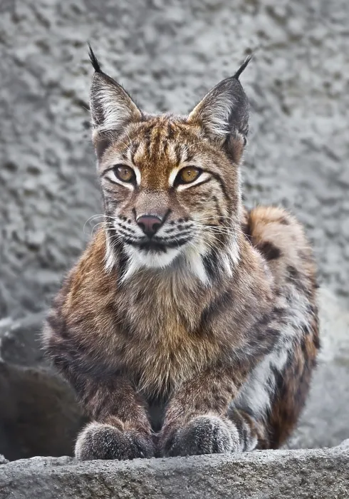 Framed Print : Beautiful photo of graceful big cat Lynx