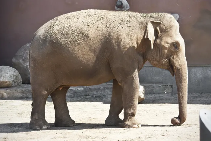 Framed Print : Beautiful photo of huge gray elephant walking in zoo Framed Print : Beautiful photo of huge gray elephant walking in zoo