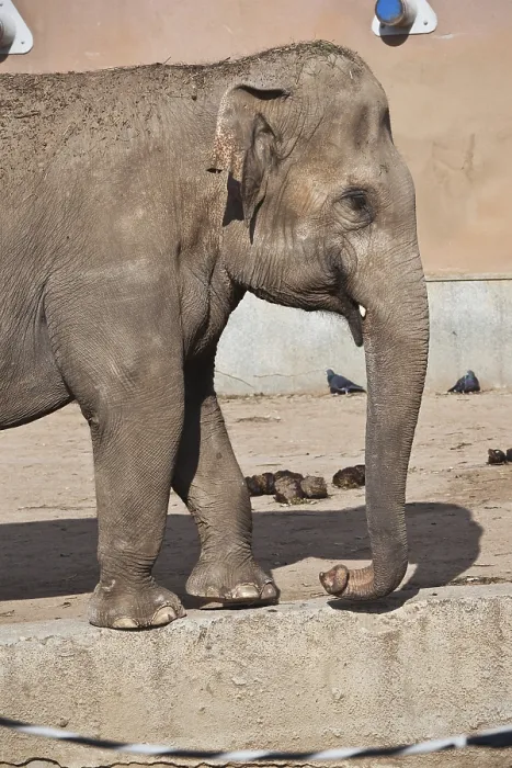 Framed Print : Beautiful photo of huge gray elephant walking in zoo