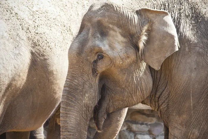 Framed Print : Beautiful photo of huge gray elephant walking in zoo