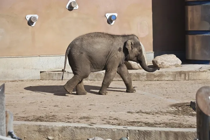 Framed Print : Beautiful photo of small baby elephant walking in zoo