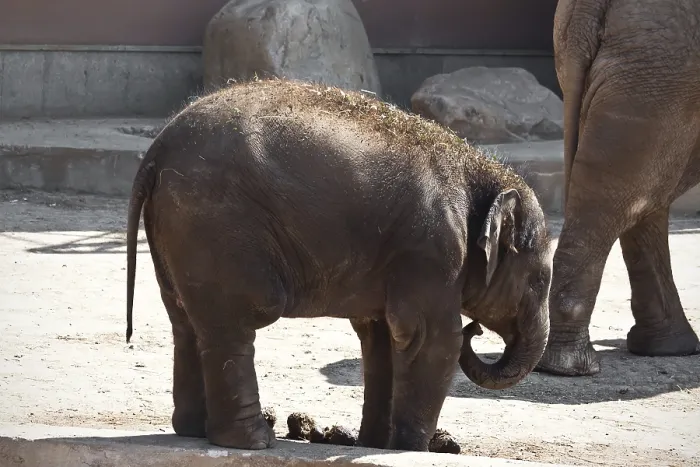Framed Print : Beautiful photo of small baby elephant walking in zoo Framed Print : Beautiful photo of small baby elephant walking in zoo