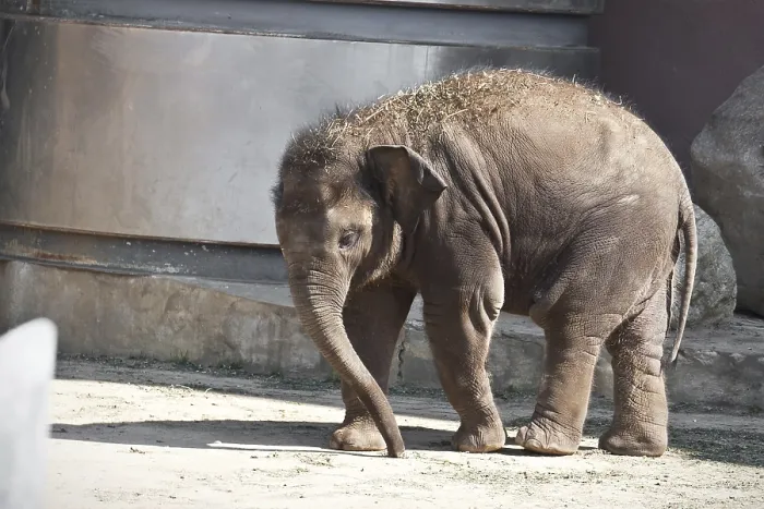 Framed Print : Beautiful photo of small baby elephant walking in zoo
