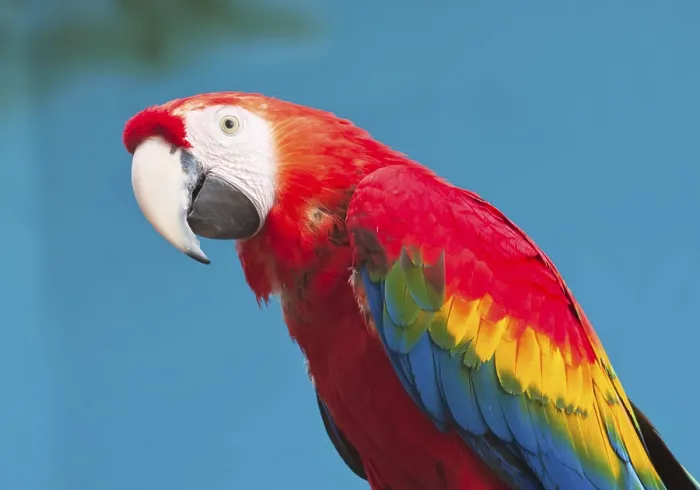 Framed Print : Beautiful photo of tropical parrot Ara macao or Scarlet Macaw Framed Print : Beautiful photo of tropical parrot Ara macao or Scarlet Macaw