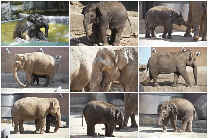 Framed Print : Beautiful photos of huge gray elephants walking in zoo
