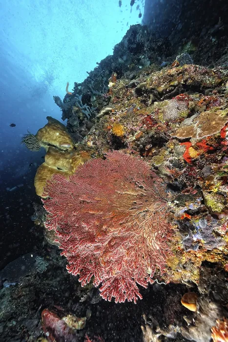 Framed Print : A beautiful picture of an healty coral reef