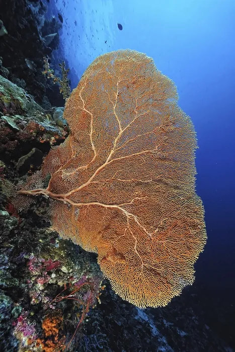 Framed Print : A beautiful picture of an healty coral reef