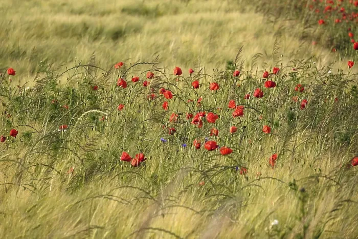 Framed Print : Beautiful picturesque poppy field, June, Germany