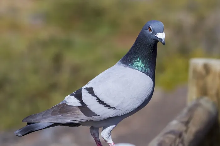 Framed Print : A Beautiful Pigeon in the wild closeup Framed Print : A Beautiful Pigeon in the wild closeup