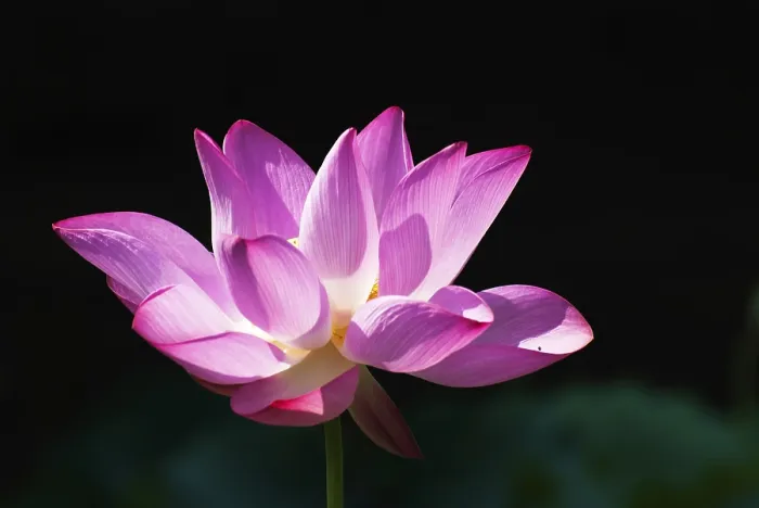 Framed Print : Beautiful pink lotus blossoms under morning sunshine