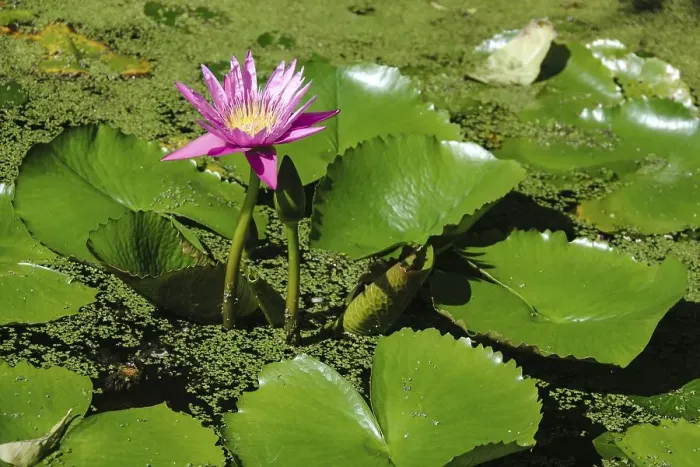 Framed Print : A beautiful pink lotus on pond