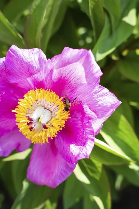 Framed Print : Beautiful pink peony flower with pollinator wasp Framed Print : Beautiful pink peony flower with pollinator wasp