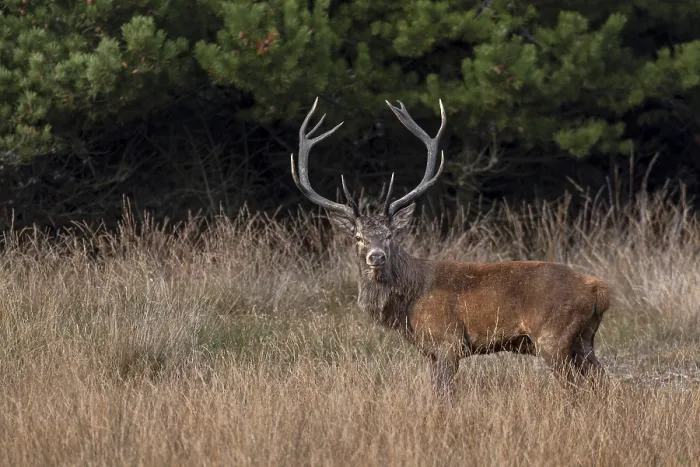 Framed Print : A beautiful red deer (Cervus elaphus) appears unexpectedly in a hidden clearing