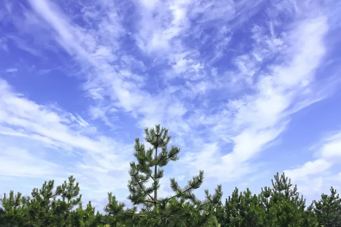 Framed Print : Beautiful saturated cloudscape under the pine forest