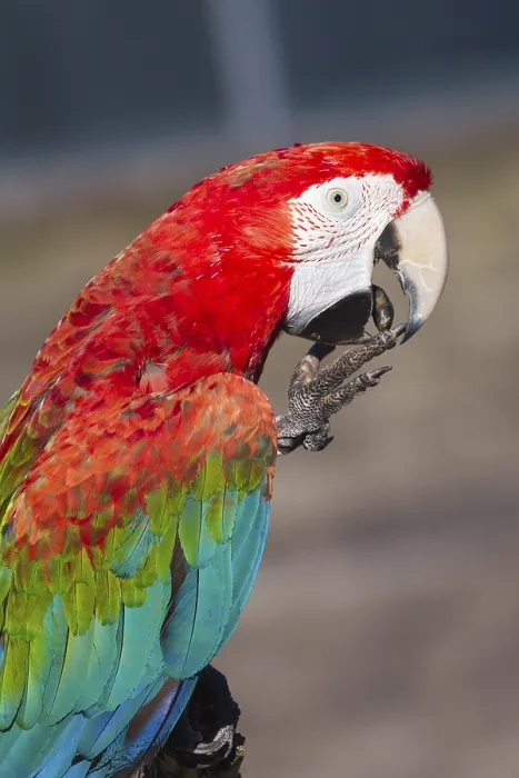 Framed Print : A beautiful Scarlet macaw perched on a branch