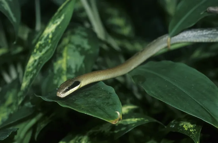 Framed Print : Beautiful snake (Elaphe taeniura)