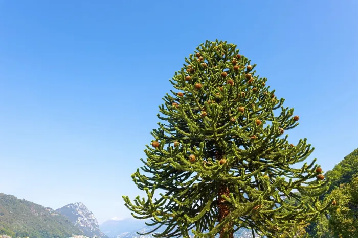 Framed Print : Beautiful Snake Pine or Monkey Tree (Araucaria araucana) in a Sunny Summer Day with Mountain in Lugano