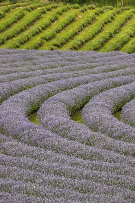Framed Print : Beautiful summer evening in a lavender field