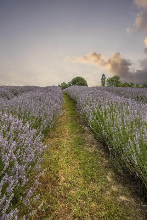 Framed Print : Beautiful summer evening in a lavender field Framed Print : Beautiful summer evening in a lavender field
