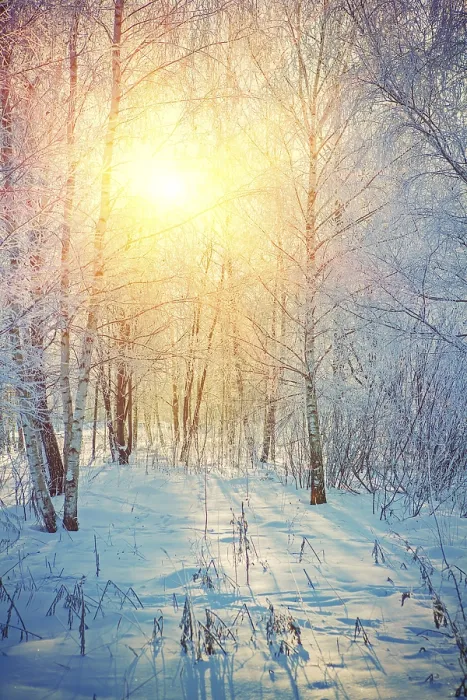 Framed Print : Beautiful sunrise in winter birch forest instagram style Framed Print : Beautiful sunrise in winter birch forest instagram style