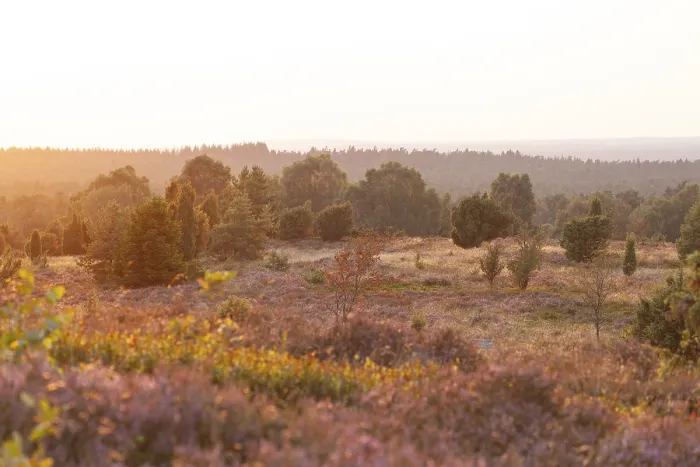 Framed Print : Beautiful sunset over the blooming heath on Wilseder Berg Framed Print : Beautiful sunset over the blooming heath on Wilseder Berg