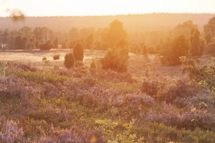 Framed Print : Beautiful sunset over the blooming heath on Wilseder Berg Framed Print : Beautiful sunset over the blooming heath on Wilseder Berg