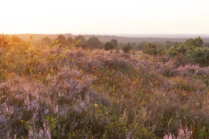 Framed Print : Beautiful sunset over the blooming heath on Wilseder Berg