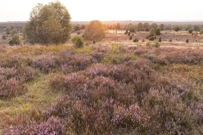 Framed Print : Beautiful sunset over the blooming heath on Wilseder Berg