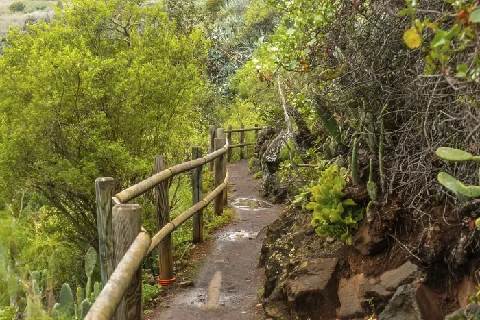 Framed Print : Beautiful trail in the Laurisilva forest of Los tilos de Moya