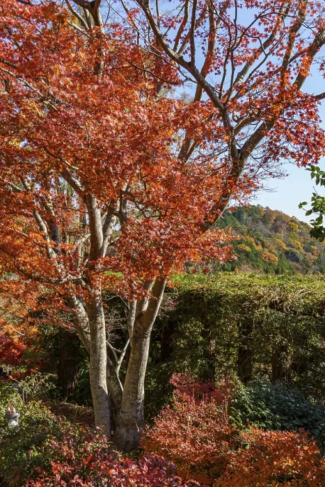 Framed Print : Beautiful tree with deep red leaves against a mountain backdrop in autumn Framed Print : Beautiful tree with deep red leaves against a mountain backdrop in autumn
