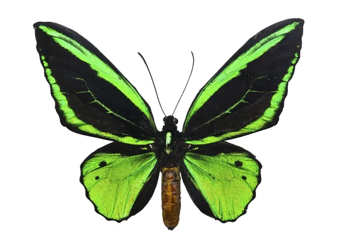 Framed Print : Beautiful tropical butterfly Ornithoptera priamus isolated on white background Framed Print : Beautiful tropical butterfly Ornithoptera priamus isolated on white background