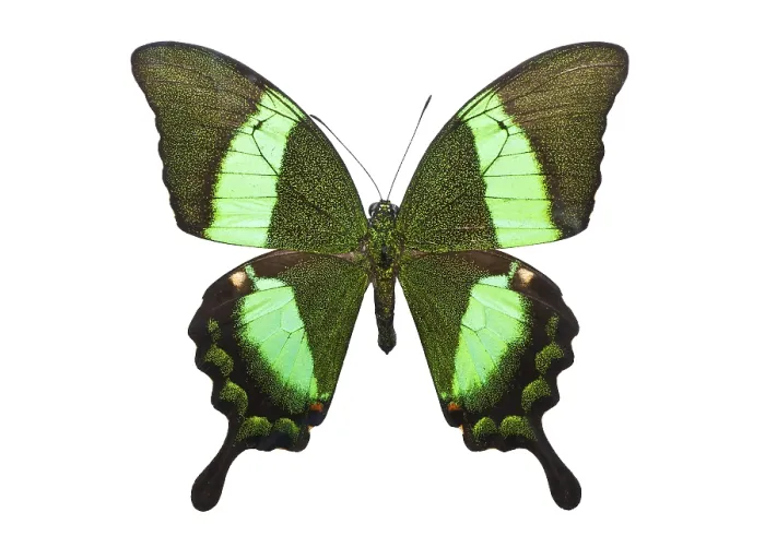 Framed Print : Beautiful tropical butterfly Papilio Palinurus isolated on white background Framed Print : Beautiful tropical butterfly Papilio Palinurus isolated on white background