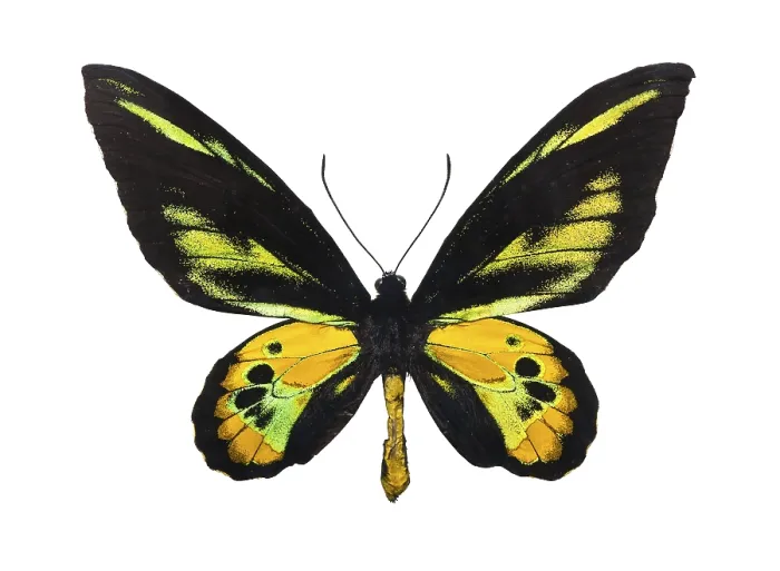 Framed Print : Beautiful tropical butterfly Rothschild's Birdwing isolated on white background Beautiful tropical butterfly Framed Print : Beautiful tropical butterfly Rothschild's Birdwing isolated on white background Beautiful tropical butterfly