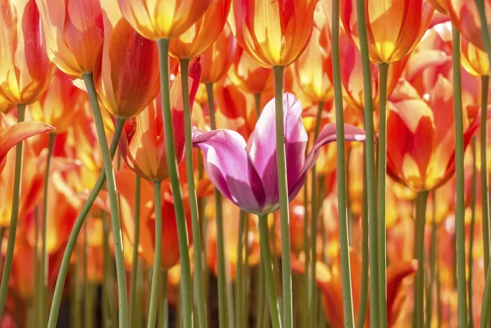 Framed Print : Beautiful tulips flower for postcard beauty concept design