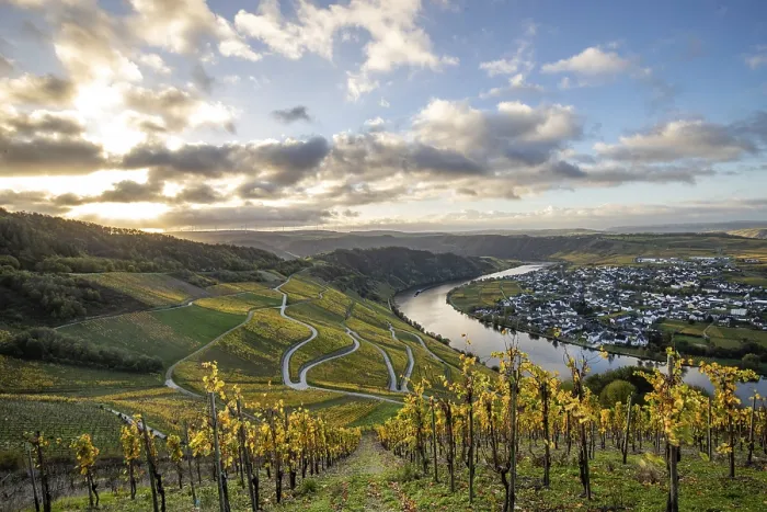 Framed Print : Beautiful vineyards in autumn, yellow leaves