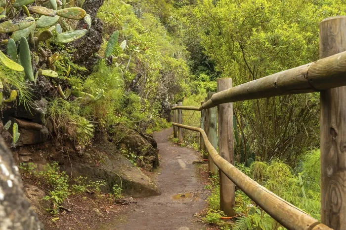 Framed Print : Beautiful walking path in the Laurisilva forest of Los tilos de Moya