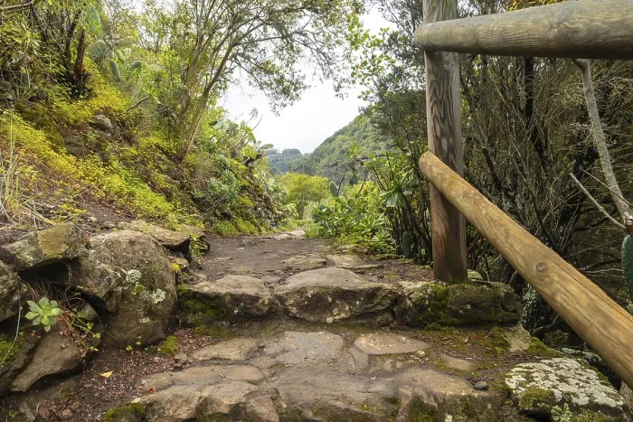 Framed Print : Beautiful walking path in the Laurisilva forest of Los tilos de Moya